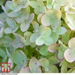 Hydrangea Paniculata 'Little Lime' 10 Hydrangea Paniculata 'Little Lime' -Tulip Bloom HYDR 62058 A2