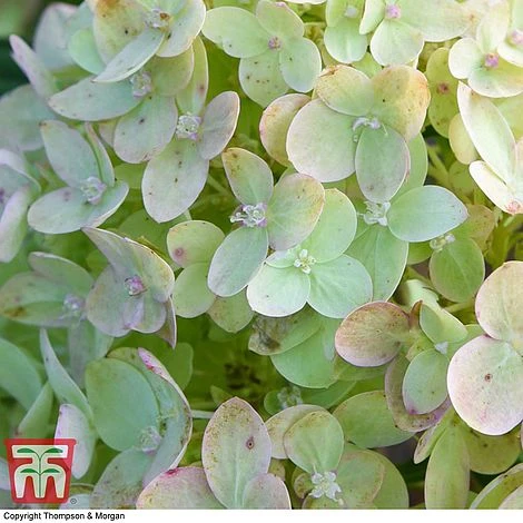 Hydrangea Paniculata 'Little Lime' 4 Hydrangea Paniculata 'Little Lime' - Image 4