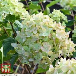 Hydrangea Paniculata 'Little Lime' 11 Hydrangea Paniculata 'Little Lime' -Tulip Bloom HYDR 62058 A3