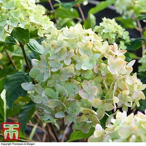 Hydrangea Paniculata 'Little Lime' 5 Hydrangea Paniculata 'Little Lime' - Image 5