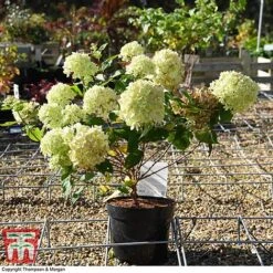 Hydrangea Paniculata 'Little Lime' 13 Hydrangea Paniculata 'Little Lime' -Tulip Bloom HYDR 62058 A5