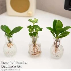 Hydroponic Collection Trio 7 Hydroponic Collection Trio -Tulip Bloom HYDR COLL C