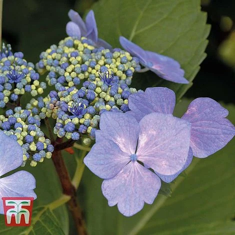 Hydrangea Macrophylla 'Nizza' 2 Hydrangea Macrophylla 'Nizza' - Image 2