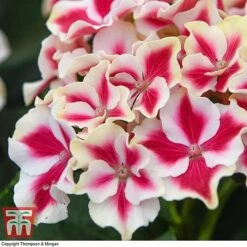 Hydrangea Macrophylla 'Camilla'