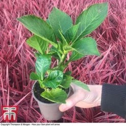 Hydrangea Macrophylla GLAM ROCK 'Horwack' 6 Hydrangea Macrophylla GLAM ROCK 'Horwack' -Tulip Bloom HYDR T10121 E