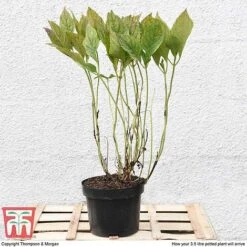 Hydrangea Macrophylla 'Blue Danube' -Tulip Bloom HYDR T58101 C