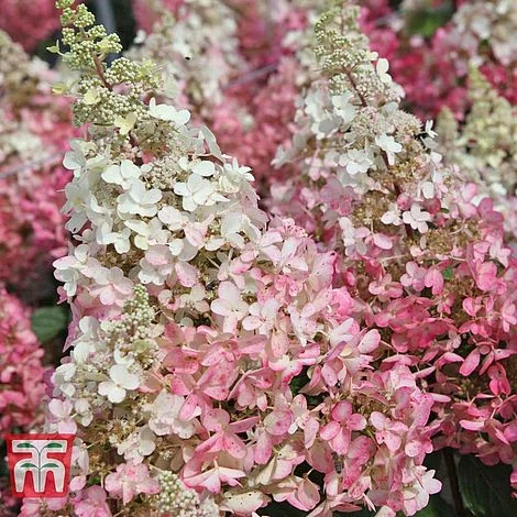 Hydrangea Paniculata 'Pinky Winky' 1 Hydrangea Paniculata 'Pinky Winky'