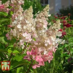 Hydrangea Paniculata 'Pinky Winky' 7 Hydrangea Paniculata 'Pinky Winky' -Tulip Bloom HYDR T58480 C1