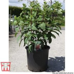 Hydrangea Paniculata 'Pinky Winky' 9 Hydrangea Paniculata 'Pinky Winky' -Tulip Bloom HYDR T58480 E1