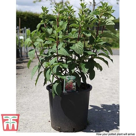 Hydrangea Paniculata 'Pinky Winky' 5 Hydrangea Paniculata 'Pinky Winky' - Image 5