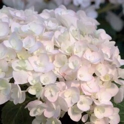 Hydrangea Macrophylla 'Endless Summer - The Bride'