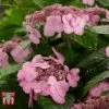 Hydrangea Macrophylla 'Endless Summer - Twist & Shout'