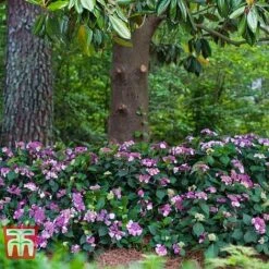 Hydrangea Macrophylla 'Endless Summer - Twist & Shout' -Tulip Bloom HYDR T62055 D