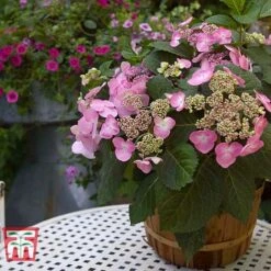 Hydrangea Macrophylla 'Endless Summer - Twist & Shout' -Tulip Bloom HYDR T62055 E