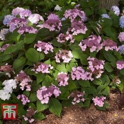 Hydrangea Macrophylla 'Endless Summer - Twist & Shout' -Tulip Bloom HYDR T62055 F