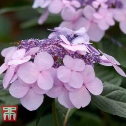 Hydrangea Macrophylla 'Endless Summer - Twist & Shout' -Tulip Bloom HYDR T62055 H