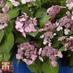 Hydrangea Macrophylla 'Endless Summer - Twist & Shout' -Tulip Bloom HYDR T62055 I
