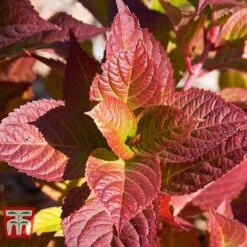 Hydrangea Macrophylla 'Endless Summer - Twist & Shout' -Tulip Bloom HYDR T62055 J