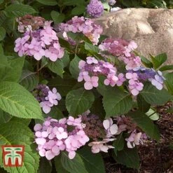 Hydrangea Macrophylla 'Endless Summer - Twist & Shout' -Tulip Bloom HYDR T62055 K