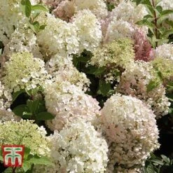 Hydrangea Paniculata 'Bobo' -Tulip Bloom HYDR T62057 D