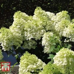 Hydrangea Paniculata 'Bobo' -Tulip Bloom HYDR T62057 E