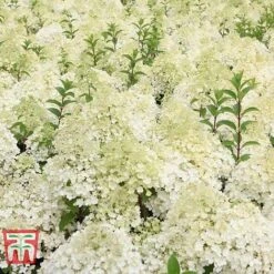 Hydrangea Paniculata 'Bobo' -Tulip Bloom HYDR T62057 F