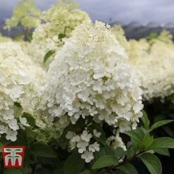 Hydrangea Paniculata 'Bobo' -Tulip Bloom HYDR T62057 G