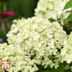 Hydrangea Paniculata 'Bobo' -Tulip Bloom HYDR T62057 H