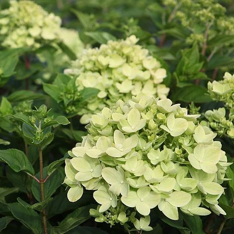 Hydrangea Paniculata 'Little Lime' 1 Hydrangea Paniculata 'Little Lime'