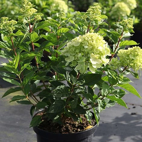 Hydrangea Paniculata 'Little Lime' 2 Hydrangea Paniculata 'Little Lime' - Image 2