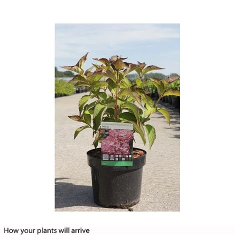 Hydrangea Macrophylla 'Mirai' 2 Hydrangea Macrophylla 'Mirai' - Image 2