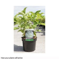 Hydrangea Macrophylla 'Mme E. Mouillere' 12 Hydrangea Macrophylla 'Mme E. Mouillere' -Tulip Bloom HYDR T66239 A h