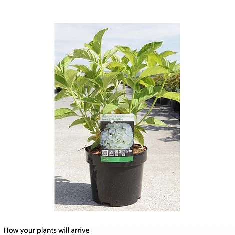 Hydrangea Macrophylla 'Mme E. Mouillere' 6 Hydrangea Macrophylla 'Mme E. Mouillere' - Image 6