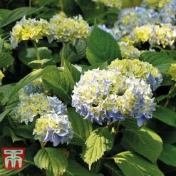 Hydrangea Macrophylla 'Nikko Blue' -Tulip Bloom HYDR T66240 C