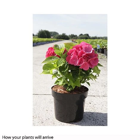 Hydrangea Macrophylla 'Red Baron' 2 Hydrangea Macrophylla 'Red Baron' - Image 2