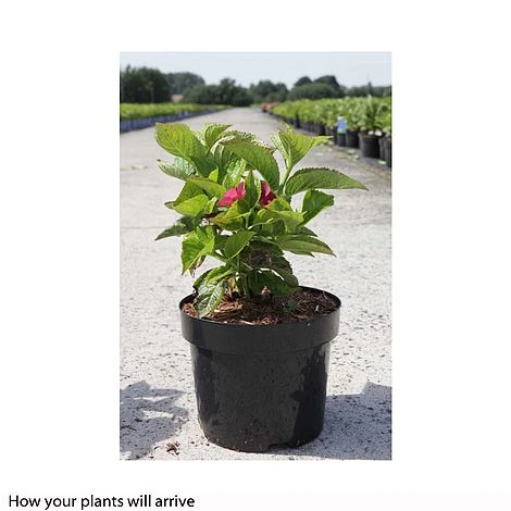 Hydrangea Macrophylla 'Rotschwanz' 2 Hydrangea Macrophylla 'Rotschwanz' - Image 2