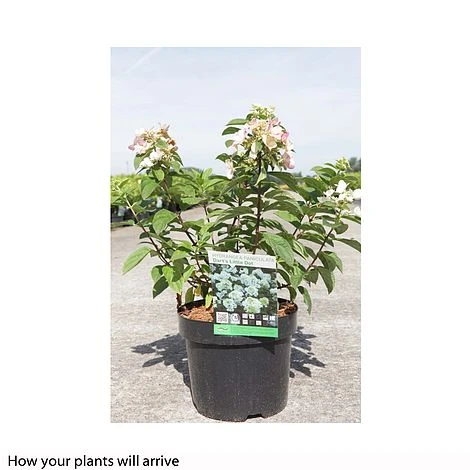 Hydrangea Paniculata 'Dart's Little Dot' 2 Hydrangea Paniculata 'Dart's Little Dot' - Image 2
