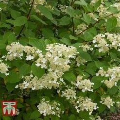 Hydrangea Paniculata 'Kyushu' -Tulip Bloom HYDR T66247 B