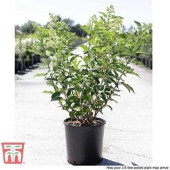 Hydrangea Paniculata 'Kyushu' -Tulip Bloom HYDR T66247 D