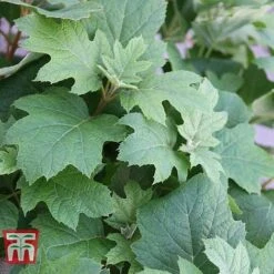 Hydrangea Quercifolia 'Snow Queen' -Tulip Bloom HYDR T66254 C