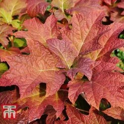 Hydrangea Quercifolia 'Snow Queen' -Tulip Bloom HYDR T66254 D