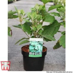 Hydrangea Quercifolia 'Snow Queen' -Tulip Bloom HYDR T66254 E