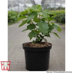 Hydrangea Quercifolia 'Snow Queen' -Tulip Bloom HYDR T66254 F