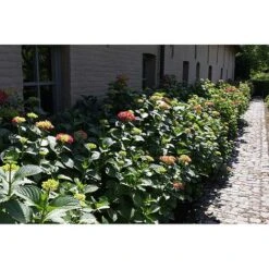 Hydrangea Macrophylla 'Alpengluehen' 6 Hydrangea Macrophylla 'Alpengluehen' -Tulip Bloom HYDR T67973 A h