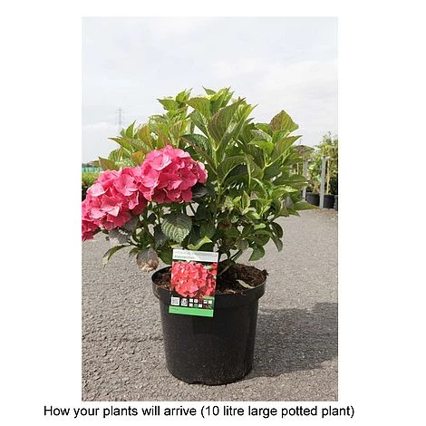 Hydrangea Macrophylla 'Alpengluehen' 4 Hydrangea Macrophylla 'Alpengluehen' - Image 4