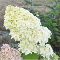 Hydrangea Paniculata 'Diamantino'
