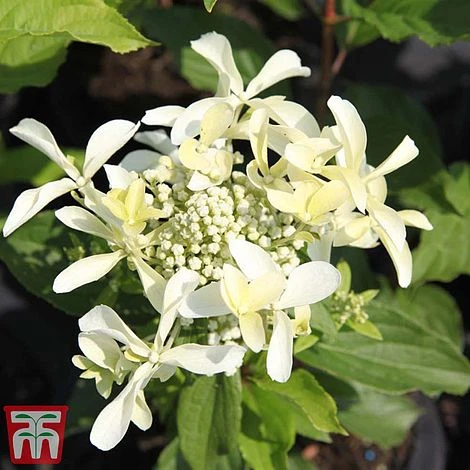 Hydrangea Paniculata 'Great Star' 5 Hydrangea Paniculata 'Great Star' - Image 5