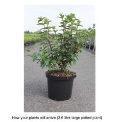 Hydrangea Paniculata 'Sundae Fraise' -Tulip Bloom HYDR T68061 B h