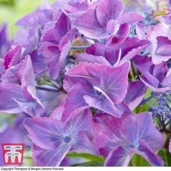 Hydrangea Macrophylla 'Black Diamonds Shining Angel Blue' -Tulip Bloom HYDR T79741 C1