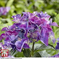 Hydrangea Macrophylla 'Black Diamonds Shining Angel Blue' -Tulip Bloom HYDR T79741 D1